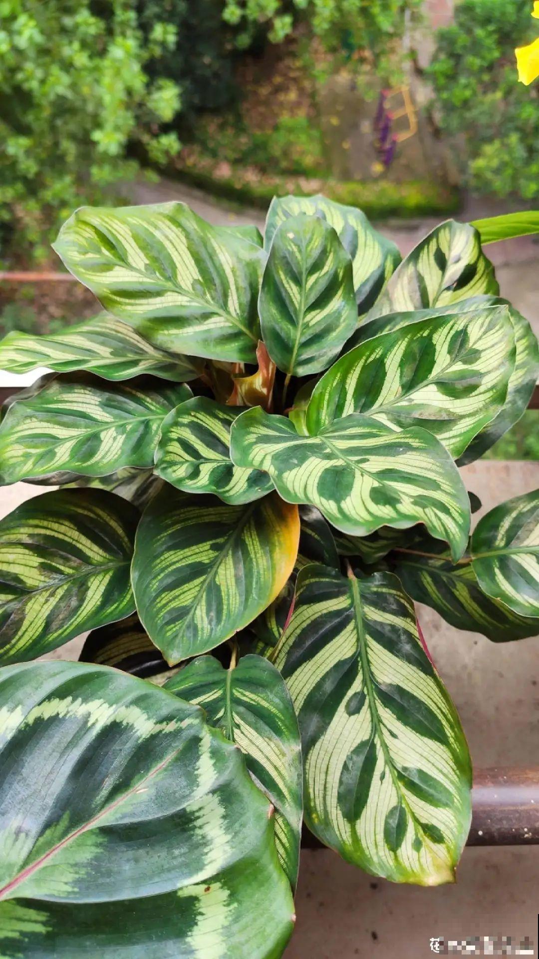 新买一盆花,叶子五颜六色,真怀疑它是不是喷药了? 新买一盆花,叶子五颜六色,真怀疑它是不是喷药了?