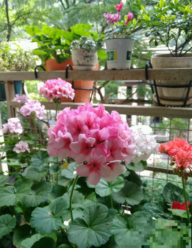 她家的花一开，就赶紧画成水彩画，比真花还美！