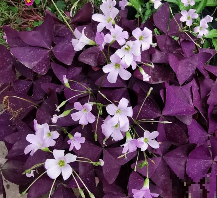 不怕淋雨的5种花,不娇气,淋一次长一茬! 不怕淋雨的5种花,不娇气,淋一次长一茬!