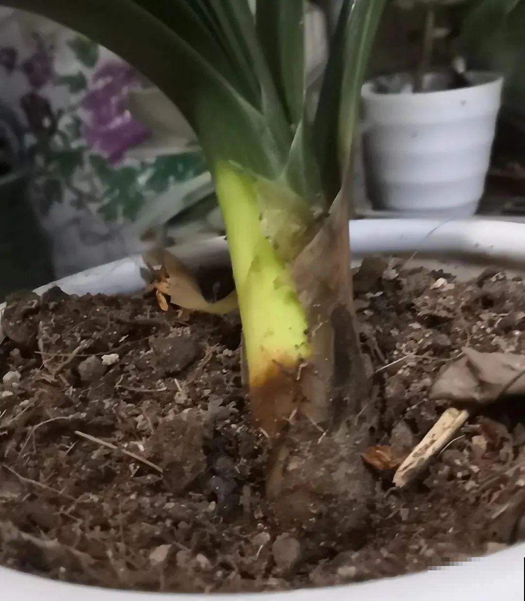 秋老虎来了，9种花进入“死期”，切莫大意！