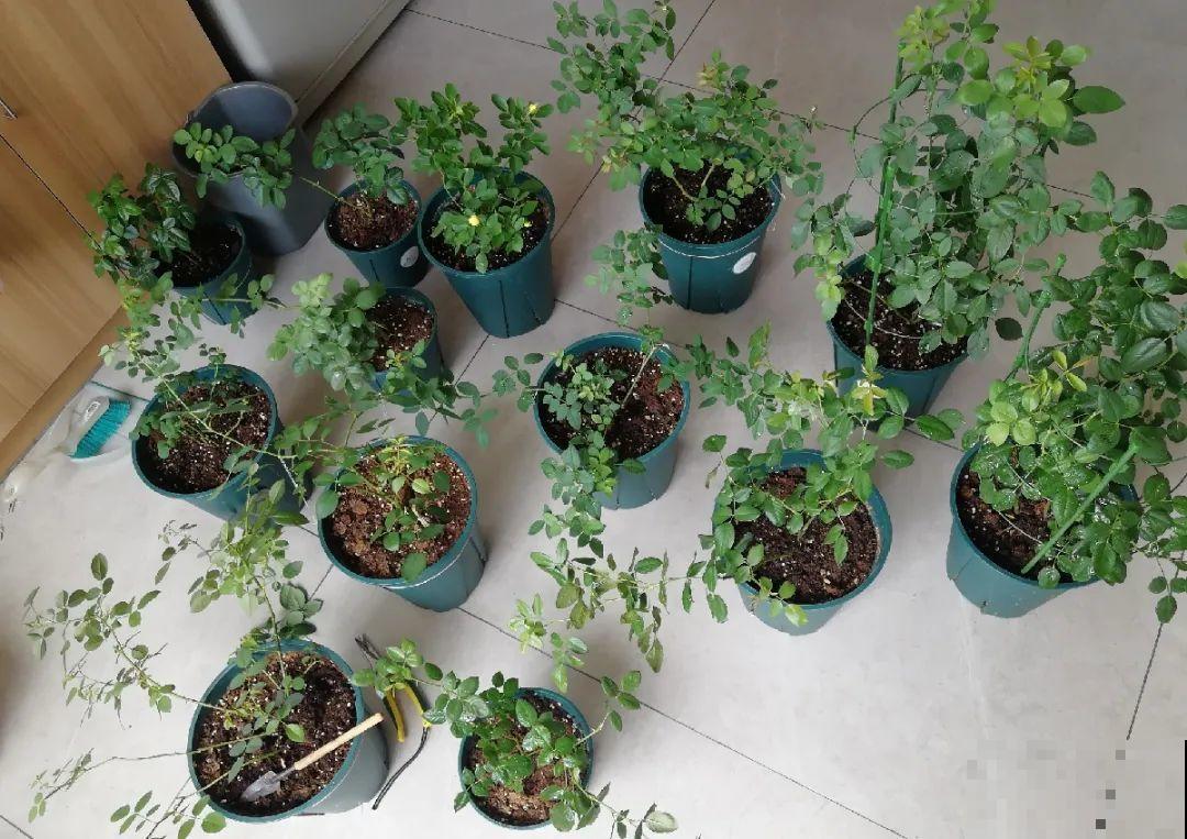 公认难养的花,养一盆死一盆,从来没有养活过! 公认难养的花,养一盆死一盆,从来没有养活过!