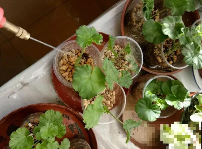 扦插最佳时期到了,有这花赶紧插,沾土就能活! 扦插最佳时期到了,有这花赶紧插,沾土就能活!