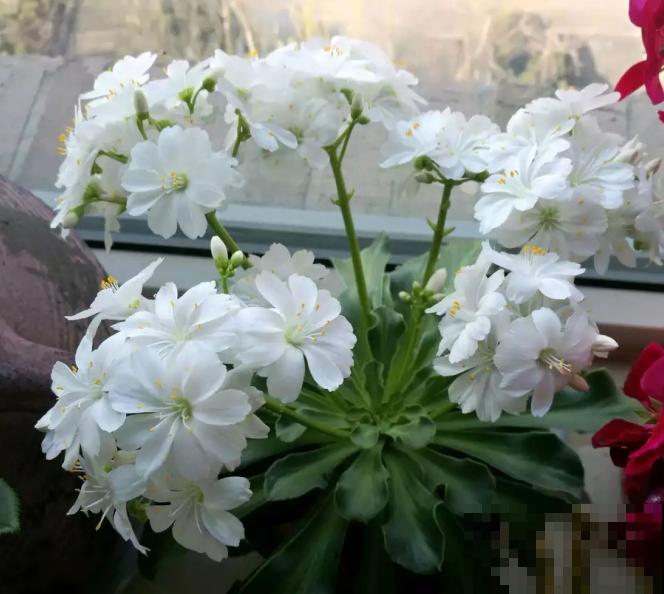 都说多肉开花要剪掉,这种多肉千万别剪,看的就是花! 都说多肉开花要剪掉,这种多肉千万别剪,看的就是花!