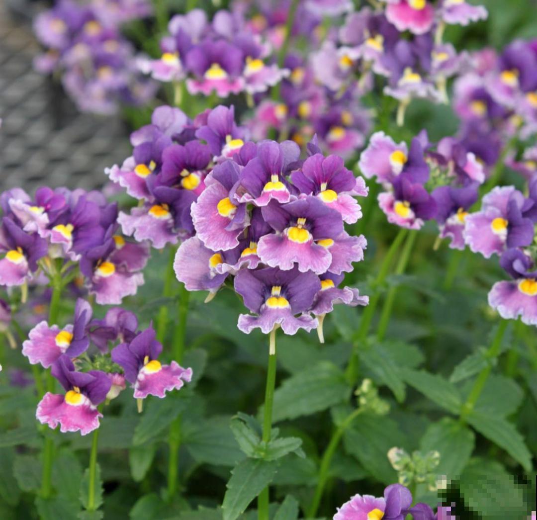 阳台新宠龙面花,花量超大颜色多,四季都开不停! 阳台新宠龙面花,花量超大颜色多,四季都开不停!