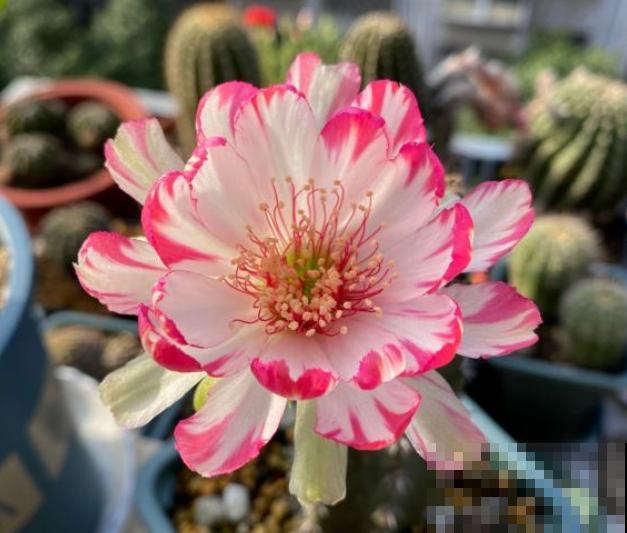 小众冷门仙人球,开花美过荷花,勤花又好养! 小众冷门仙人球,开花美过荷花,勤花又好养!