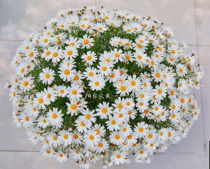 入秋后更适合养草花,一盆能开上百朵,便宜又好养! 入秋后更适合养草花,一盆能开上百朵,便宜又好养!