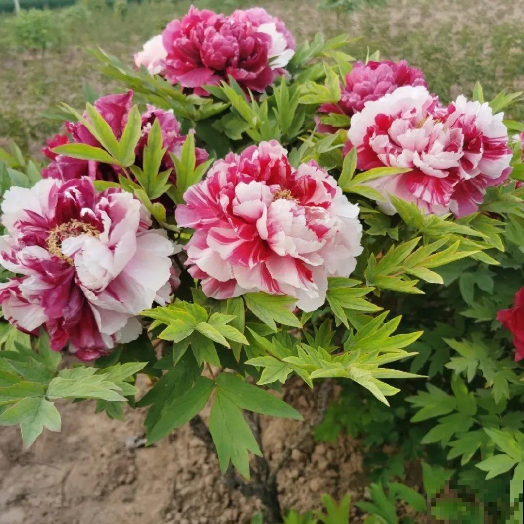 这花只能秋天养,埋土里就活,晚了再等一整年! 这花只能秋天养,埋土里就活,晚了再等一整年!