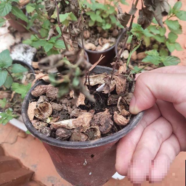 4种养花夺命水，秋天不要浇，一浇花就死！