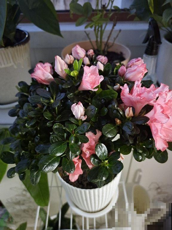 植物根系很重要,养得白白胖胖,才能开花多 植物根系很重要,养得白白胖胖,才能开花多