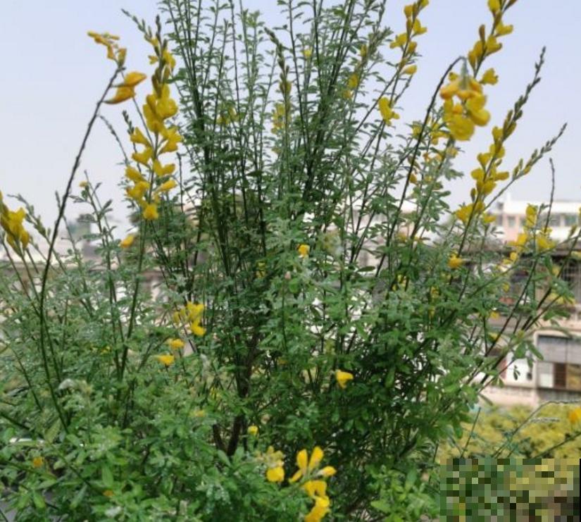 金雀花特抗造，咋养都能活，养它太省心！