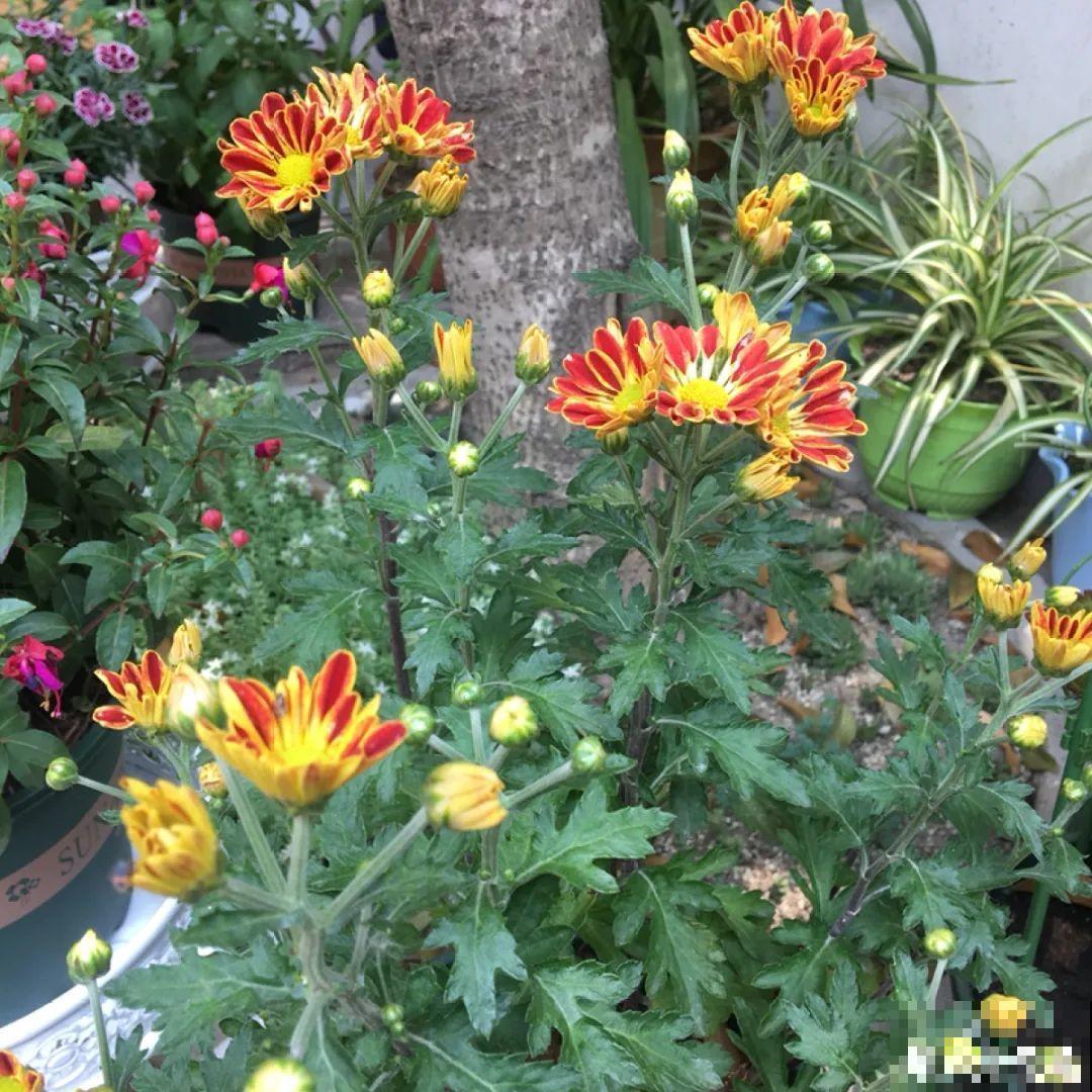 6种花,现在长的快,多浇水、勤施肥! 6种花,现在长的快,多浇水、勤施肥!