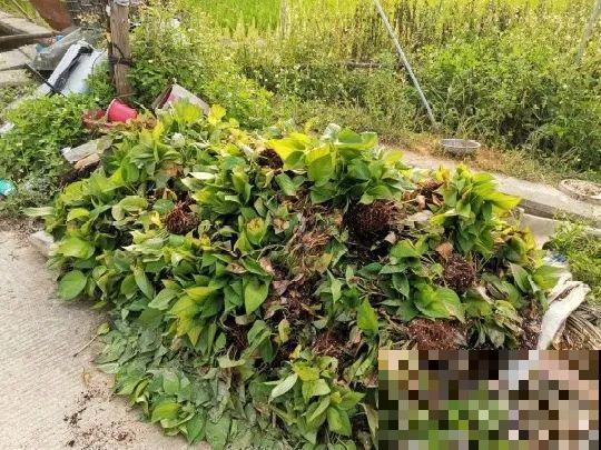 路边也能捡到“宝”,回家养一养,开成宝贝花! 路边也能捡到“宝”,回家养一养,开成宝贝花!