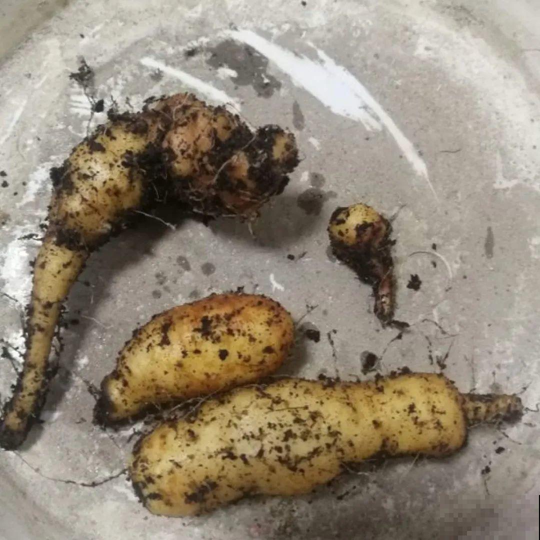 玉米地瓜，放久了自动变成盆栽，太好活了吧？