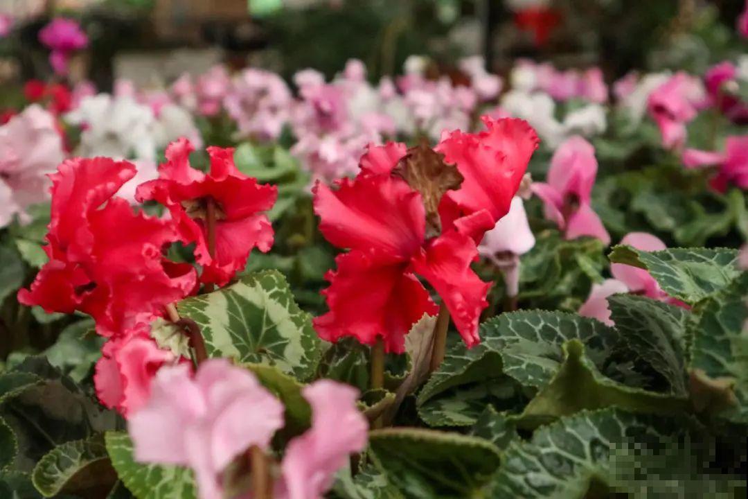 9月后就养这些花,比绿萝好养,疯狂开花到明年! 9月后就养这些花,比绿萝好养,疯狂开花到明年!