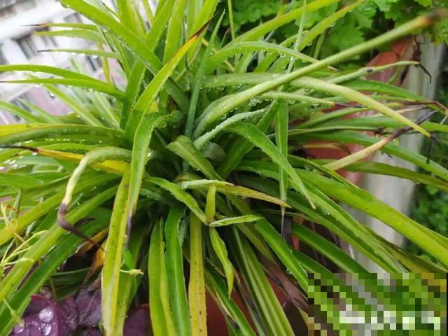 20种花,天凉了赶紧剪,来年开花有多又艳! 20种花,天凉了赶紧剪,来年开花有多又艳!