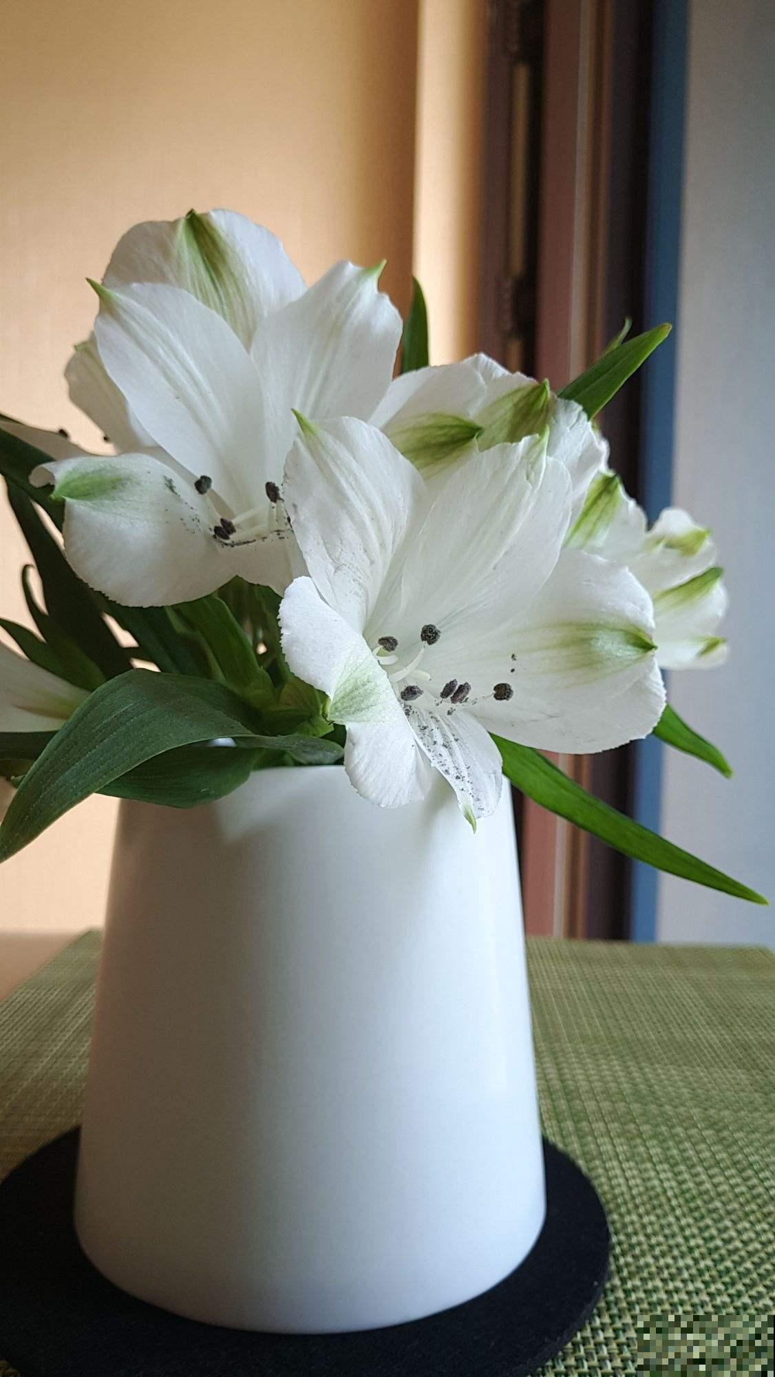 花友新宠六出花,鲜艳俏丽,开满盆特喜庆! 花友新宠六出花,鲜艳俏丽,开满盆特喜庆!