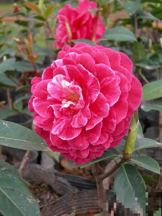 最适合各个地方养的花，快看你的家乡，适合养哪些花！