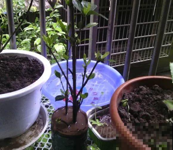 扦插有啥难？1根吸管，插活6盆花，太简单了！