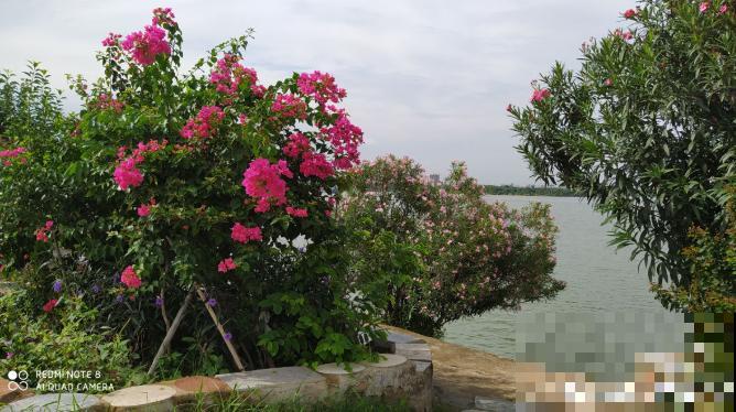 七旬老人,花6年时间在江边造花园,大风大浪都不怕! 七旬老人,花6年时间在江边造花园,大风大浪都不怕!