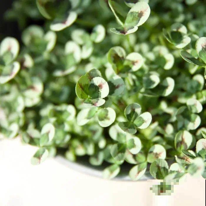 这花被人工培育了,叶子变异后,可以这么美! 这花被人工培育了,叶子变异后,可以这么美!