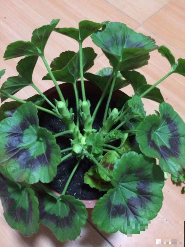 8种花要舍得掐,才能越长越旺盛 8种花要舍得掐,才能越长越旺盛