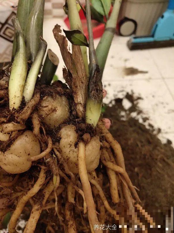 龟背竹长出长鞭子，连着茎一块砍下来，种土里就能活