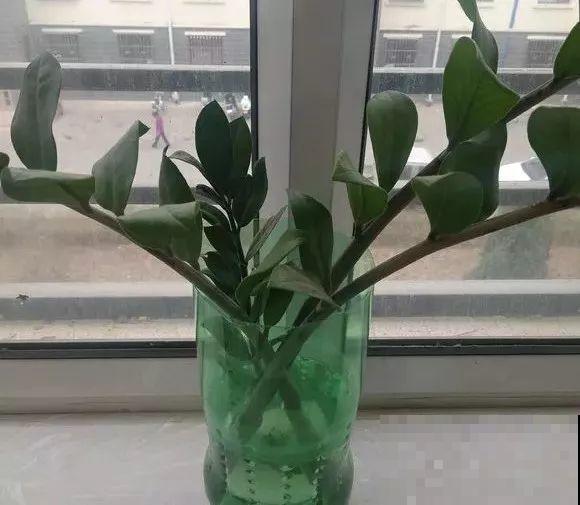 龟背竹长出长鞭子，连着茎一块砍下来，种土里就能活