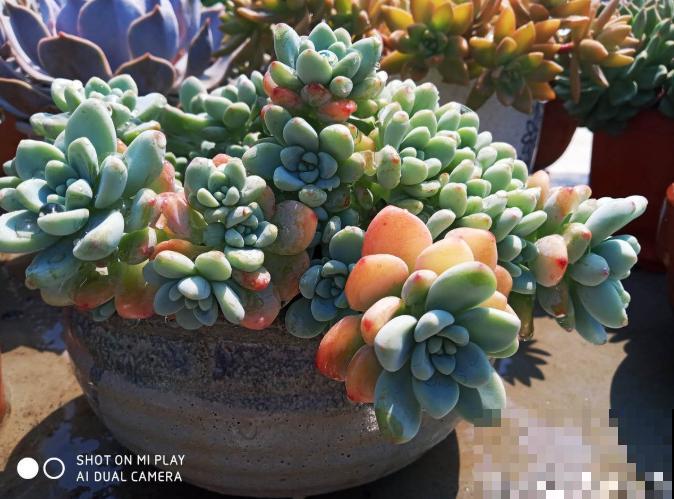 立秋养多肉，注意这4点，不然分分钟挂掉！