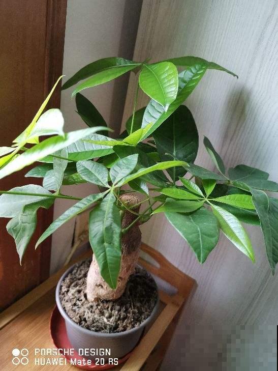 送花要送对,不同花寓意不同,送对了才能财源滚滚 送花要送对,不同花寓意不同,送对了才能财源滚滚