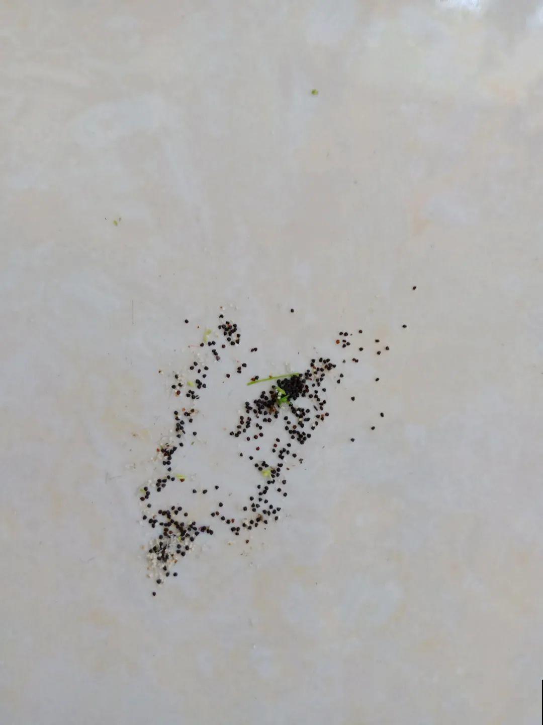 5种花，只能秋天播种，苗壮开花多！