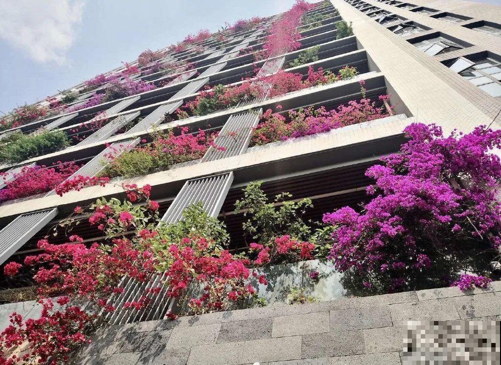 30层楼高开满三角梅,变成空中花园,太美了! 30层楼高开满三角梅,变成空中花园,太美了!
