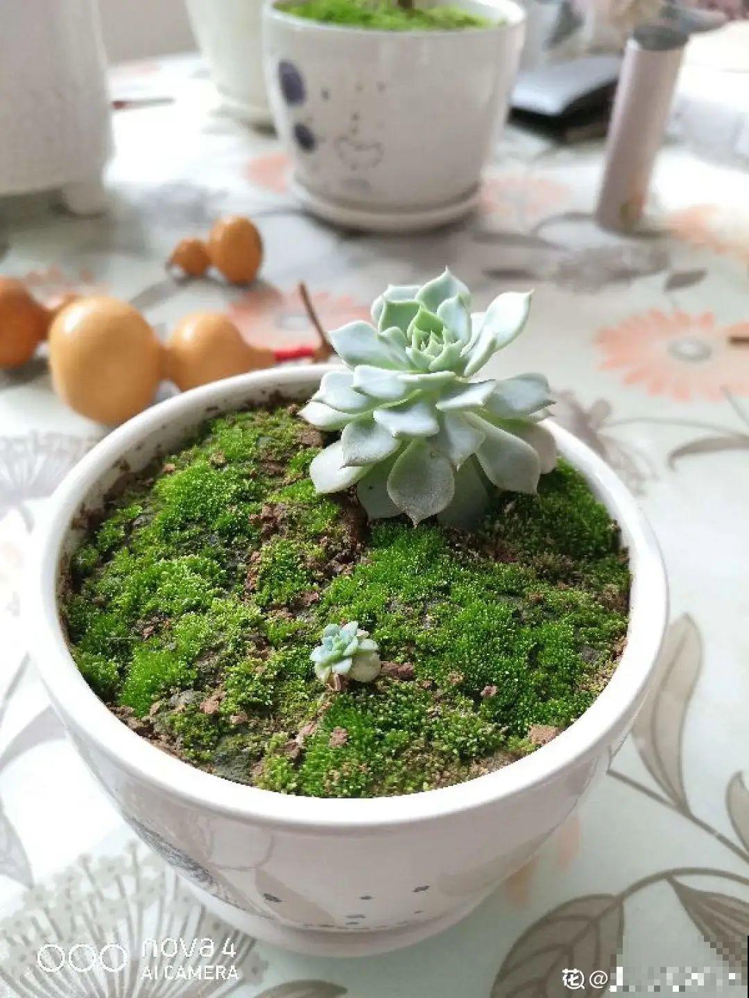 盆面冒杂草，到底拔不拔？