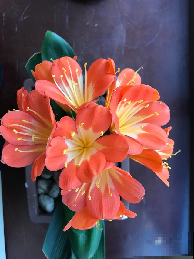 君子兰水太深,新手要摆正心态,学会避坑才能买到好兰 君子兰水太深,新手要摆正心态,学会避坑才能买到好兰