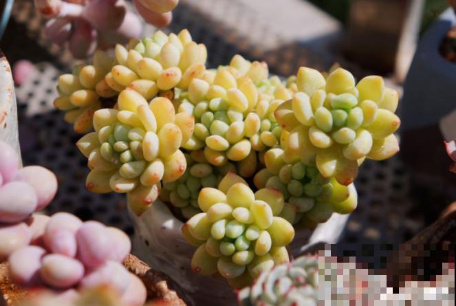 多肉养胖攻略,3步变成肉墩子,一个月就有效! 多肉养胖攻略,3步变成肉墩子,一个月就有效!