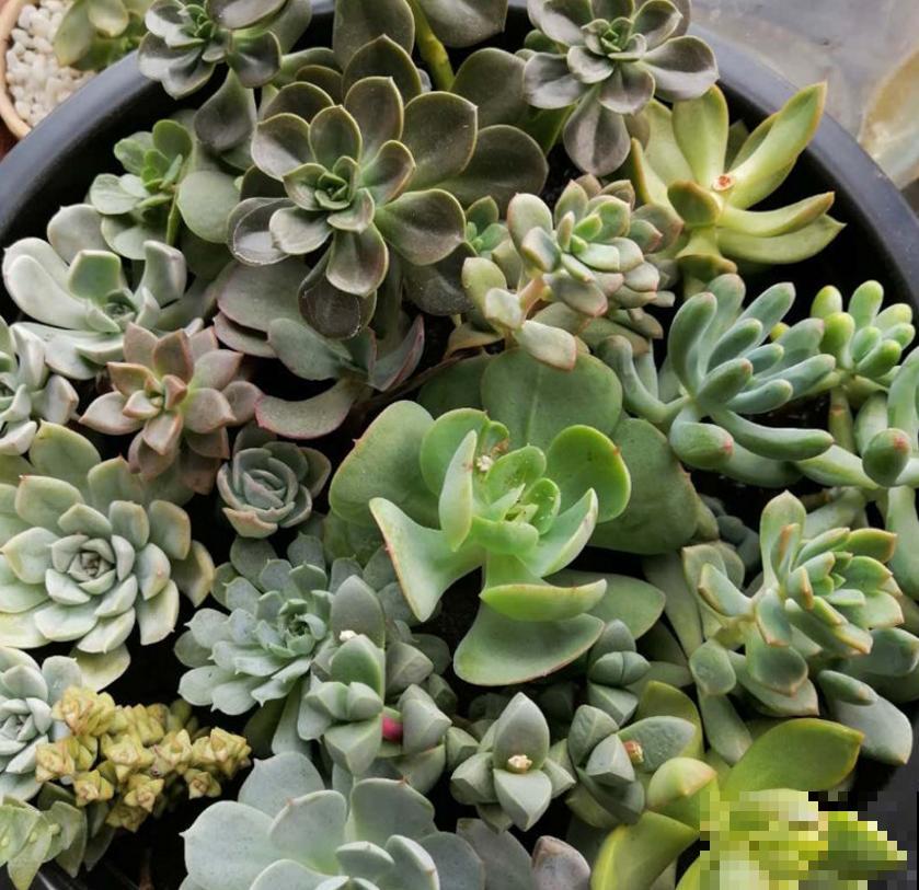 同样多肉淋雨，为啥别人家的越长越壮，你的直接拜拜？