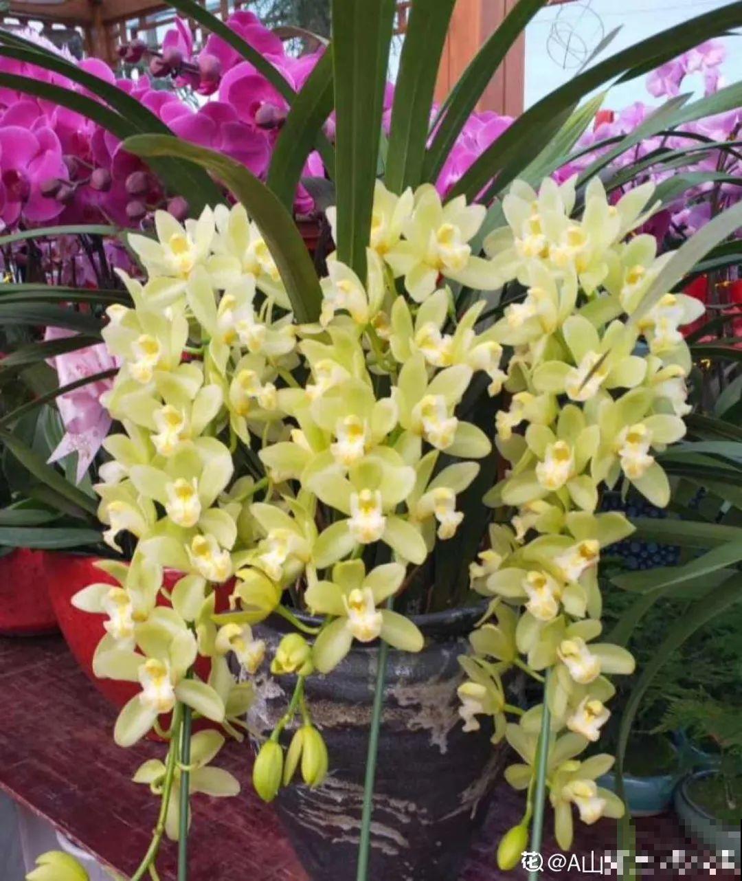 下个月开始，这10种花不能剪，剪了没花看，白养大半年！