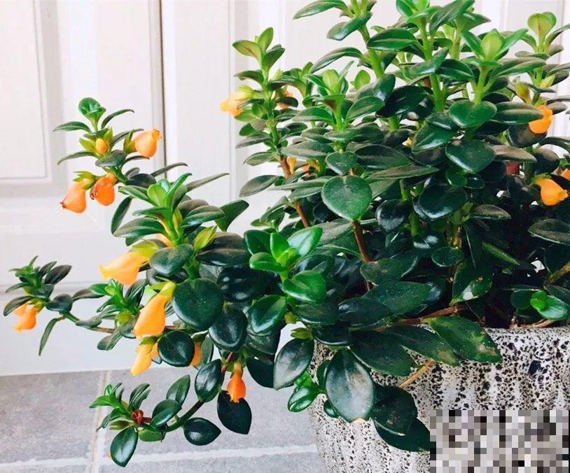 特俊的金鱼吊兰，金灿灿的，花朵一开就是一年！