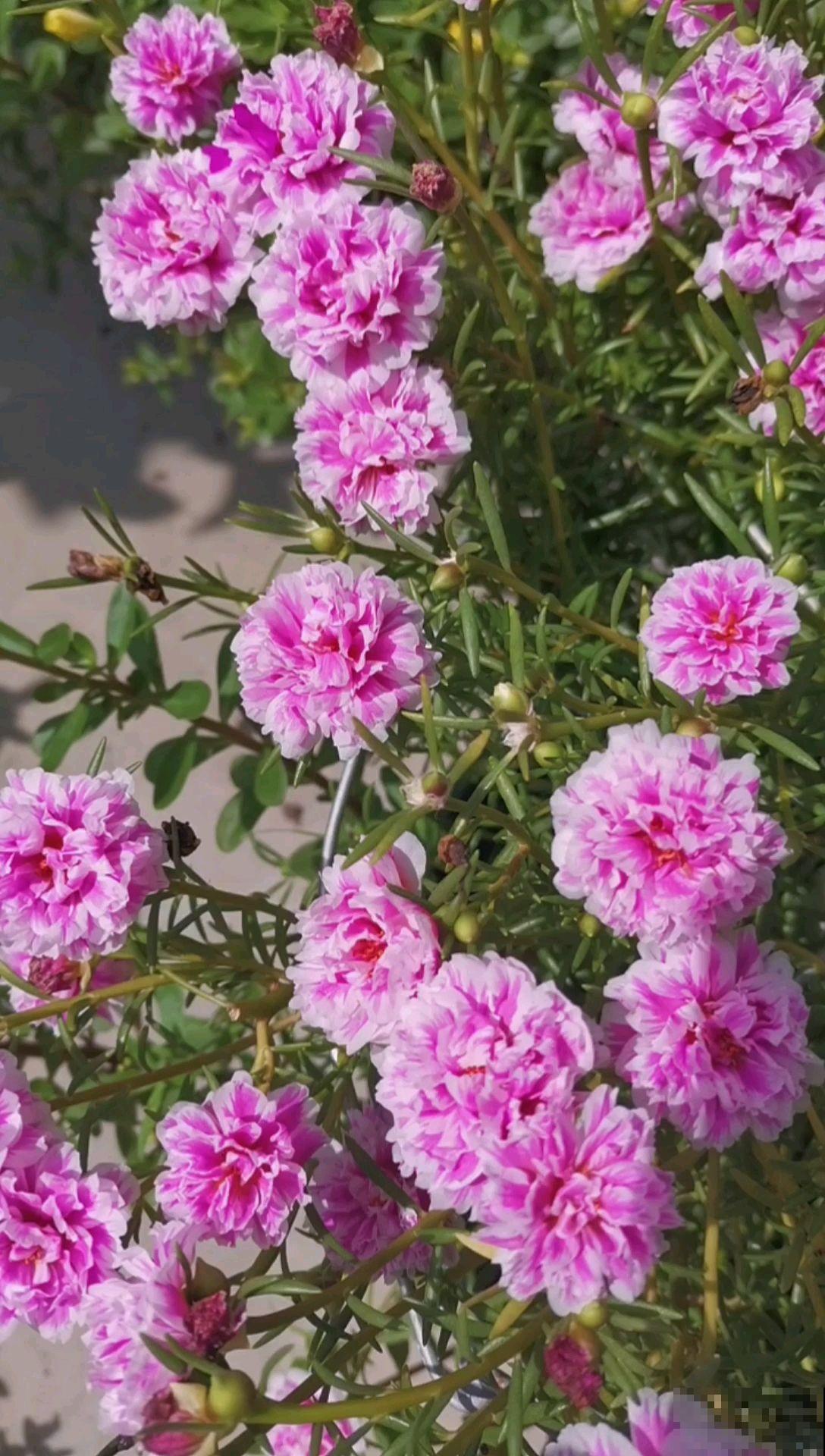 6种花,重瓣比单瓣好看多了,你见过几种? 6种花,重瓣比单瓣好看多了,你见过几种?