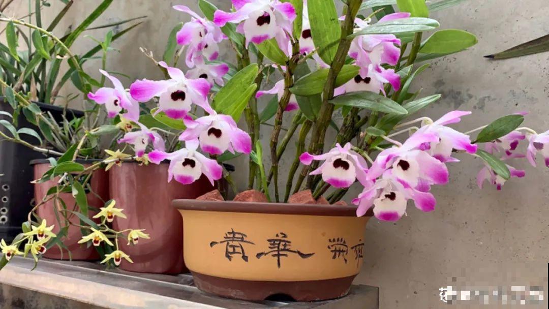 9月后就养这些花,比绿萝好养,疯狂开花到明年! 9月后就养这些花,比绿萝好养,疯狂开花到明年!