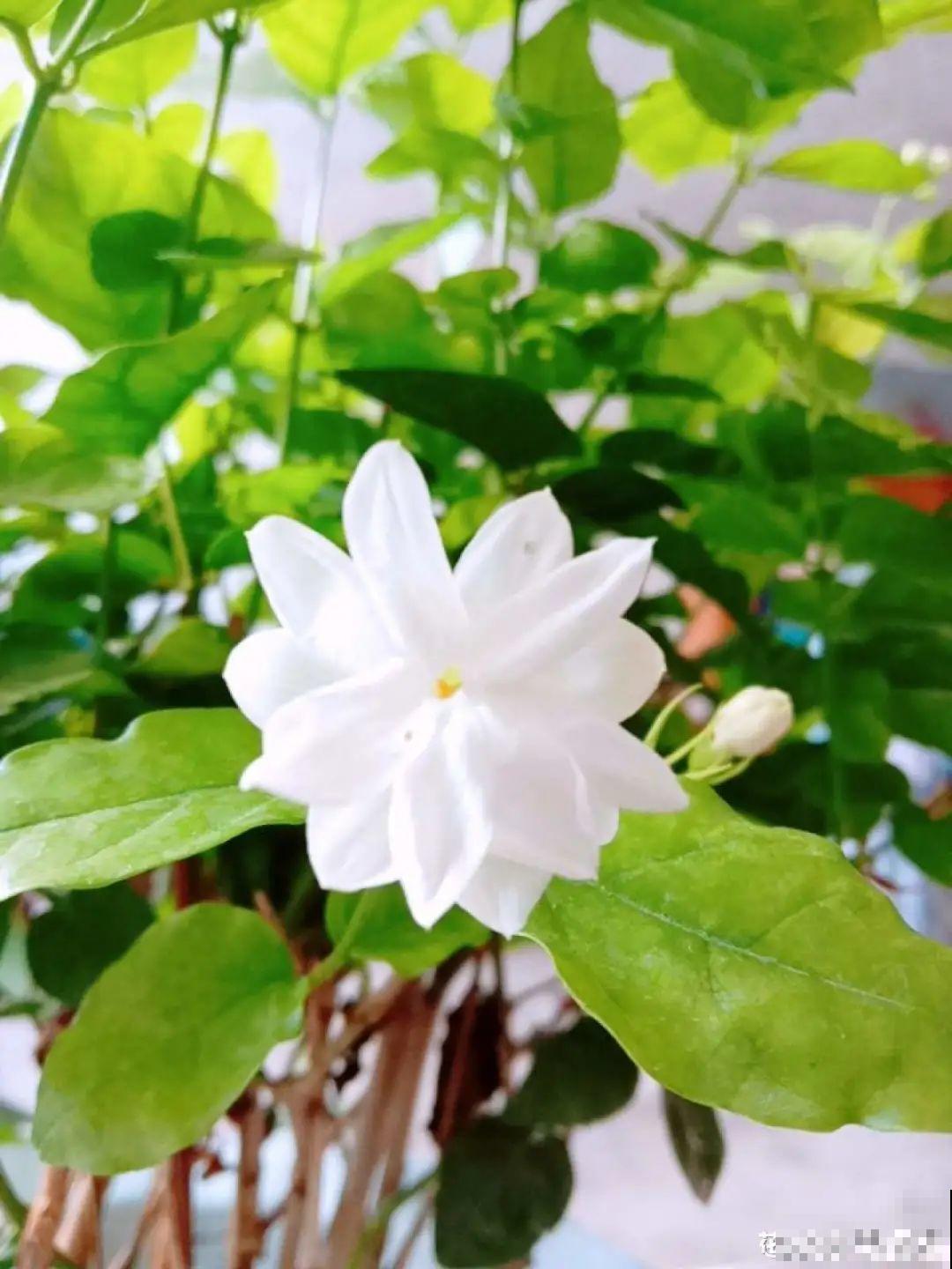 10种“好运花”，中国人最爱养，图个吉祥如意！