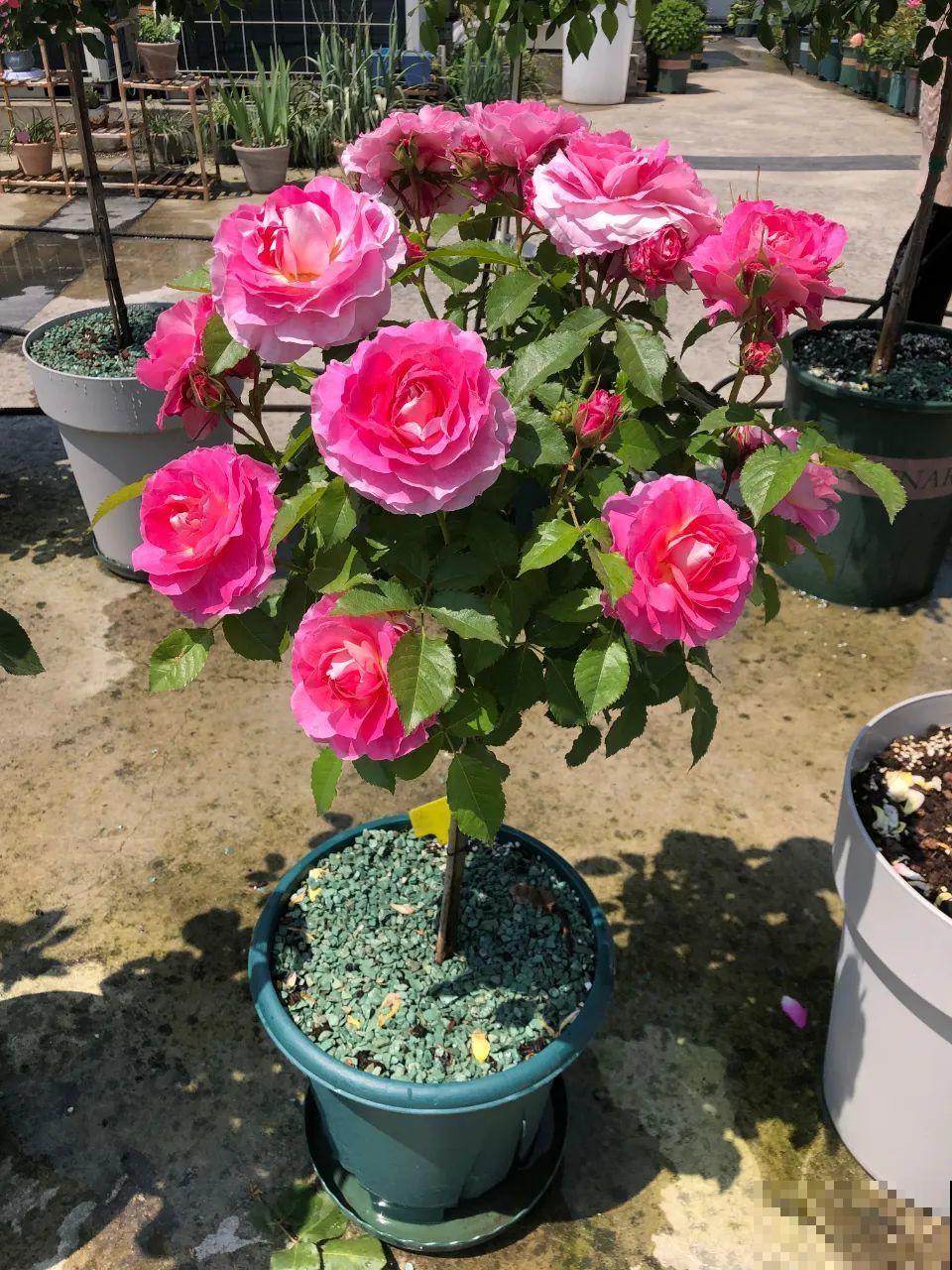 我在公司养300盆花，老板没批评，还帮忙拍照！