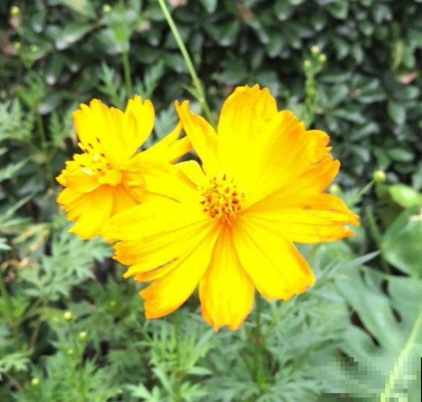 硫华菊金灿灿,阳台种几盆,每天活力满满! 硫华菊金灿灿,阳台种几盆,每天活力满满!