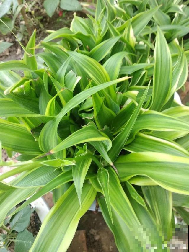 20种花,天凉了赶紧剪,来年开花有多又艳! 20种花,天凉了赶紧剪,来年开花有多又艳!