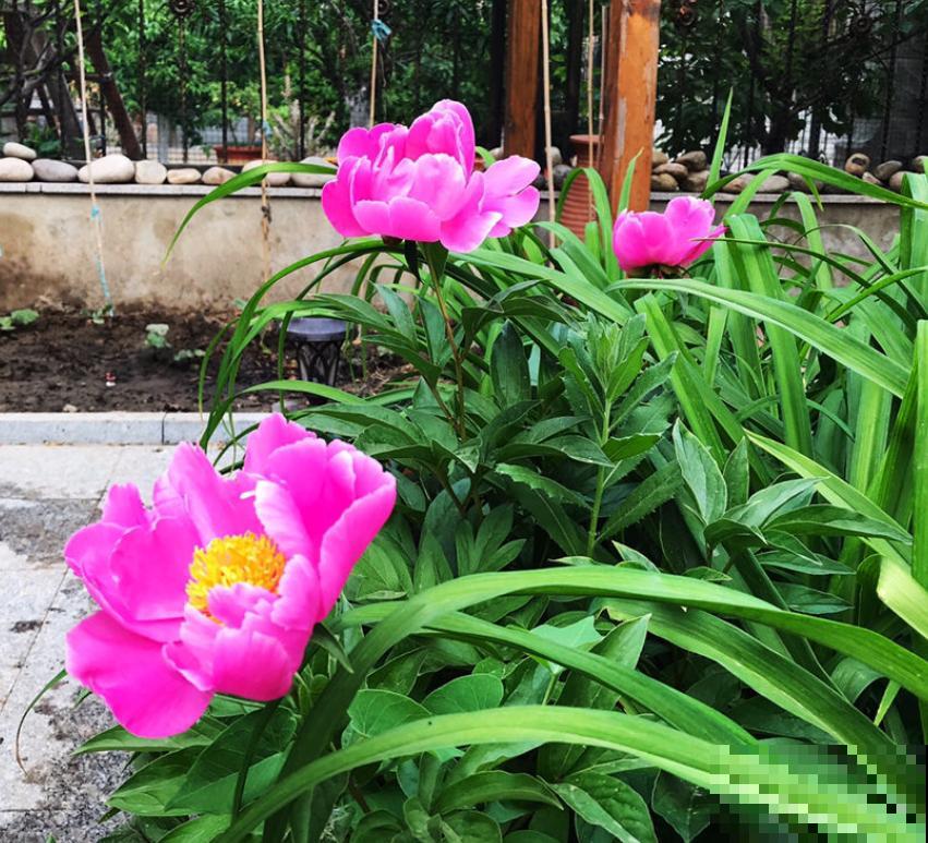 家花与野花的区别，一个娇贵、一个强悍，你更喜欢哪一种？