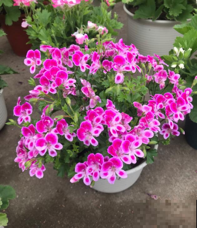 天竺葵最美的20个品种,不养一盆,对不起自己! 天竺葵最美的20个品种,不养一盆,对不起自己!