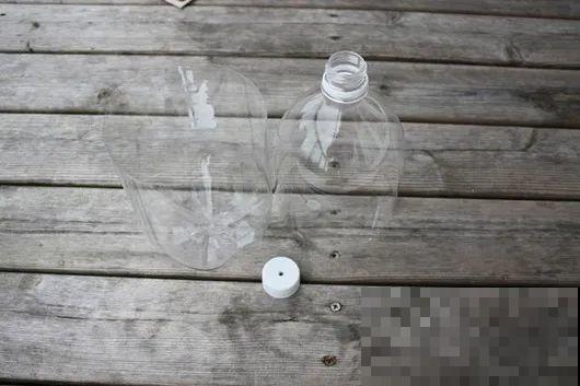 西红柿、玉米……埋土里，7天长成小森林，结出果子一大筐！