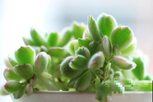 立秋养多肉，注意这4点，不然分分钟挂掉！