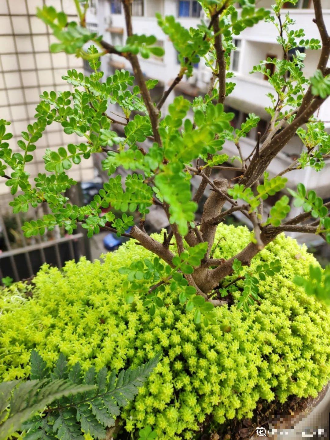 盆面冒杂草，到底拔不拔？