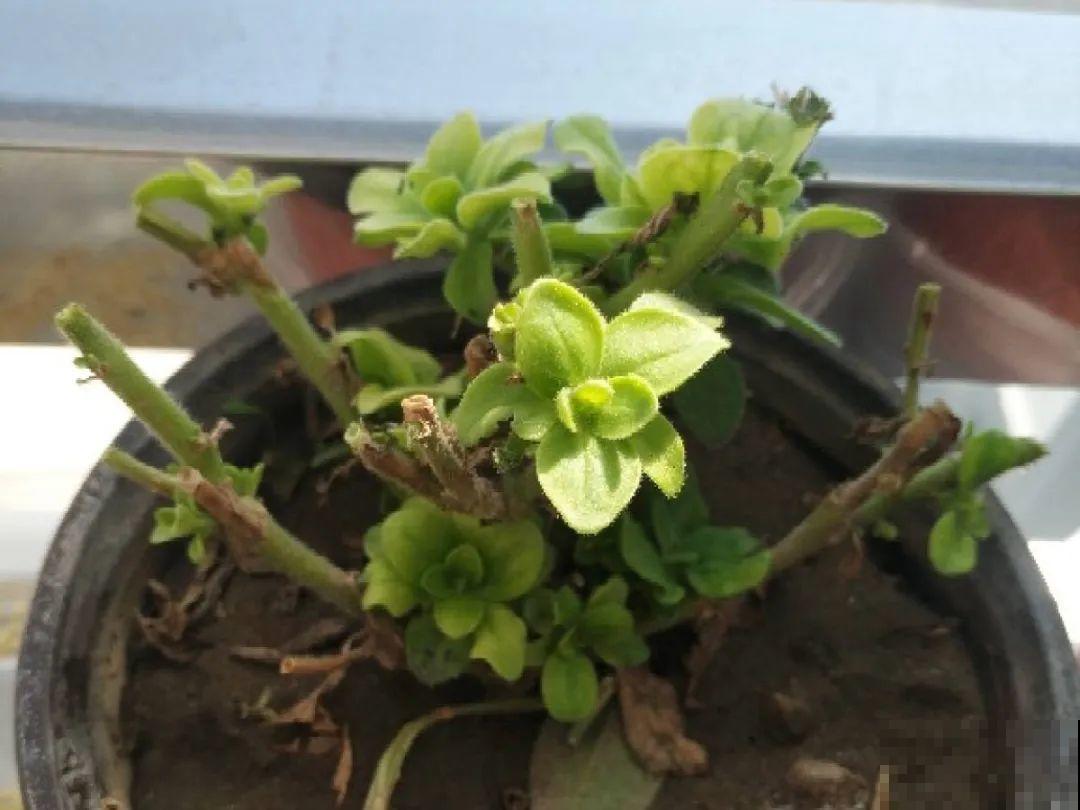 8种花,养小不养老,越老开花越少! 8种花,养小不养老,越老开花越少!