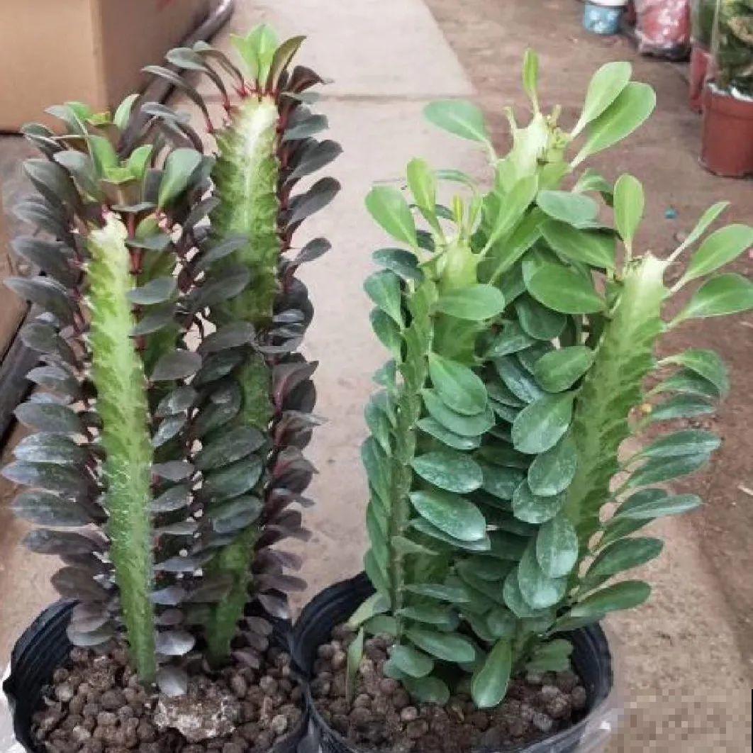 看图猜花名，100道题，测你的养花天分！